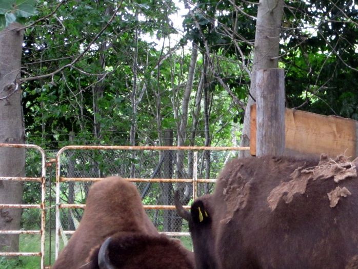 En ny type kvæg var i år repræsenteret i Herning - Bison